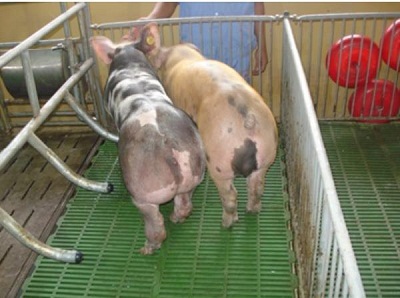 Triển khai sản xuất tổ hợp lợn giống lai 50% PiDu thương phẩm vào sản xuất đại trà
